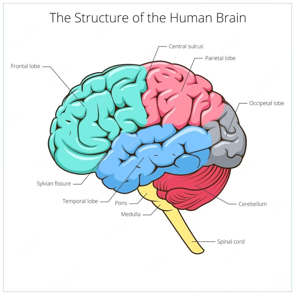 Cerebral Spinal Fluid (CSF) Disorders